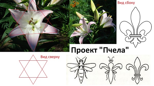pchela1.jpg pchela1.jpg